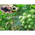 High Purity High Quality Jatropha seeds for planting